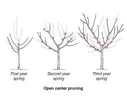 Trim back all other shoots and branches to 6 inches. How To Prune Fruit Trees For Healthier Trees And Better Harvests University Of Illinois Extension