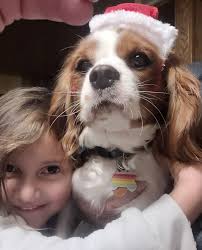 35th and Scatterfield, small Yorkie ran onto 35th, but wouldn't come to me  and I don't have anything to be able to see it, other than it occasionally  being in a headlight.