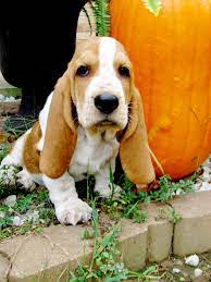 Basset Hound Puppy Yana Basset Hound Basset Hound Puppy Hound Puppies