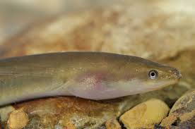 Ces initiatives offrent des perspectives pour le commerce de la civelle, tant dans les eaux européennes qu'ailleurs, et permettent d'œuvrer en faveur de . L Anguille Un Poisson A Eviter