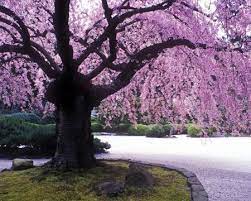 Weeping Tree Portland Japanese Garden Japanese Garden Japanese Garden Plants