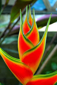 This fruit is often a surprise as flowers are rare and are cleistogamous, meaning they don't need to open to produce fruit and seed. Flower Heliconia Explore C Unusual Flowers Rare Flowers Beautiful Flowers