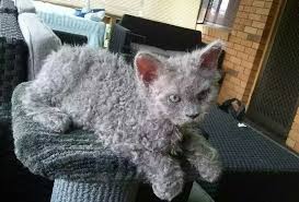 8 Unique Curly Haired Cat Breeds That Suitable For Family S Pet Cat Breeds Rex Cat Kittens Cutest