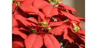 Poinsettia Flower Essay Best Flower Wallpaper
