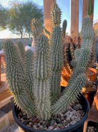 Image result for Hoodia