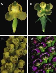 Image result for Disperis dicerochila