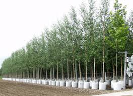 A large percentage of our plants are also shipped to christmas tree and commercial nursery growers across the united states. Nursery Trees Agricultural Marketing Resource Center