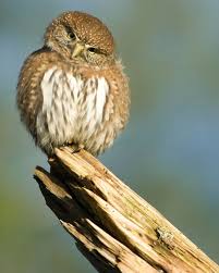 Birds Of Northern Indiana Best Usa National Parks For Bird Watching The National Parks Experience Indiana Dunes National Park Olympic National Park National Parks