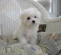 Maltese Puppies for Sale | Lancaster Puppies