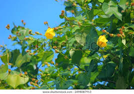 Image result for Thespesia