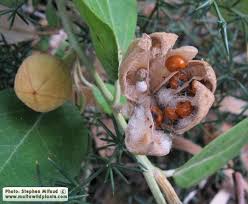 Image result for Lagunaria patersonia
