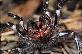 Thankfully for most australians, it's just the city and greater while most people will likely hightail away upon seeing a funnel web spider, sometimes that might not be in those cases, it's important not to kill the spider but instead, capture it safely. Scientists Target New Painkillers From Spider Venom Wsj
