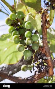 Image result for peronospora grapevine