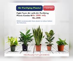 Maybe you would like to learn more about one of these? Order Best Plants For Home In Delhi Ncr Buy Gift Plants Online India Garden Plants In India Green Decor