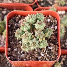 Image result for Euphorbia zambesiana