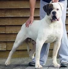 Comparison between american bulldog dog and american bully dog. Type