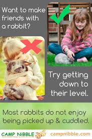 But, for many of us, the answer is neither, because you know that rabbits are the best by a hop, skip and a unlike dogs they don't act like they've been stuck alone in a bunker for a year and you're the first person to. Do Rabbits Make Good Pets For Children