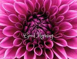 200 Beautiful Good Morning Wishes With Flowers Best Hd Images Flower Images Free Good Morning Flowers Morning Flowers