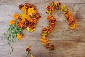 Natural organic lavender/chamomile/rose/rosemary/calendula/marigold dried flower. Storing The Season Drying Summer Medicinal Herbs Milkwood Medicinal Herbs Herbs Marigold Flower