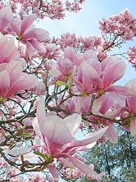 Magnolia Magnolia Flower Beautiful Flowers Flower Garden