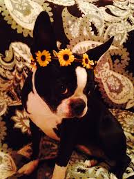 Our goal is to continue the integrity of the breed and provide healthy puppies to. Boston Terriers ãŠã—ã‚ƒã‚Œã¾ã¨ã‚ã®äººæ°—ã‚¢ã‚¤ãƒ‡ã‚¢ Pinterest Cherokee Village Arkansas Rea ãƒœã‚¹ãƒˆãƒ³ãƒ†ãƒªã‚¢ çŠ¬ å¯æ„›ã„