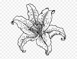 Maybe you would like to learn more about one of these? Tiger Lily Flower Drawing At Getdrawings Tiger Lily Coloring Pages Free Transparent Png Clipart Images Download