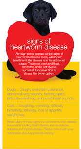 Take Heart How To Protect Your Best Friends From Heartworm Heartworm Heartworm Disease Pet Care Tips