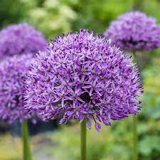 Allium Ampeloprasum Allium Flowers Easy To Grow Bulbs Flower Landscape