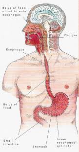 Image result for esophagus