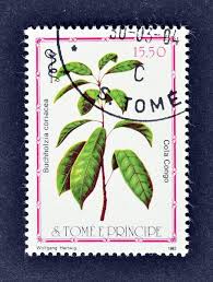 Image result for Buchholzia