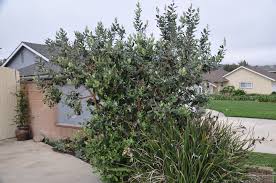 Image result for Feijoa sellowiana