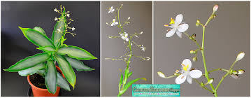 Image result for Murdannia stricta