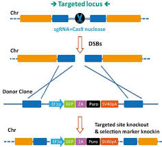 Hdr Donor Clones Dna Repair Mechanism Genecopoeia