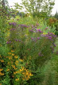 Image result for Vernonia smithiana
