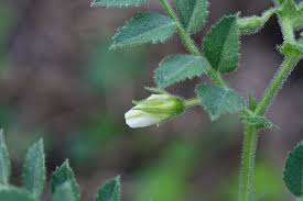 Image result for Cicer arietinum