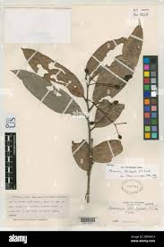 Image result for Clematis dolichopoda