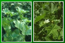 Image result for Malva verticillata