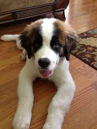 Pin By Stacy On All Creatures Great And Small St Bernard Dogs St Bernard Puppy Cute Dogs