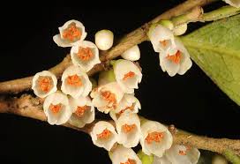 Image result for Balthasaria