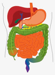 These illustrated science worksheets can help your students learn all about the human body. Digestive System Png Transparent Digestive System Png Image Free Download Pngkey
