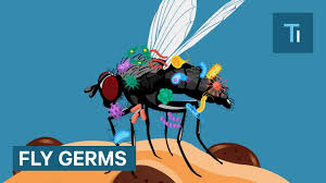 Although eating flies is generally not harmful to cats, i do not recommend encouraging them to do it if it is just a minor stomach irritation from eating flies, the signs should go away in 24 hours and your. What Really Happens When A Fly Lands On Your Food Youtube