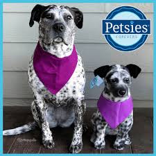 So you never have to leave your pet's side. Stuffed Animal Of Your Pet Pet Pillows Pet Products Petsies