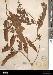 Image result for Brachystegia manga