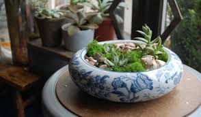 I finally planted these succulents because i had an accident which caused the delay but i love them and one i was able to split into four little ones. Succulent Nurseries Or And Wa
