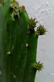 A cactus' thick, waxy skin and sharp spines are simply the plant's way of fending off predators and surviving in an environment of scorching sun, pitiless or the horse crippler cactus, with its fearsome little daggers. Opuntia Wikipedia