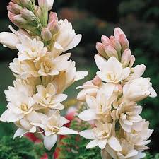 As its name suggests, this flower opens at the dusk as well as close up in the morning. The Pearl Polianthes Tuberosa Night Blooming Flowers Bulb Flowers Fragrant Plant
