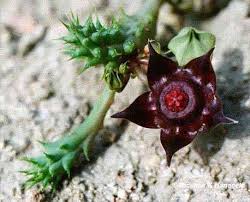 Image result for Duvalia polita