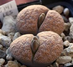 Image result for Lithops lesliei
