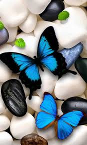 Maybe you would like to learn more about one of these? Blue Butterfly Wallpaper Kolpaper Awesome Free Hd Wallpapers