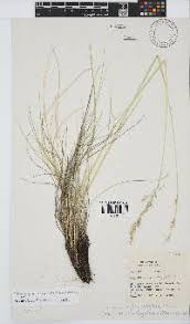 Image result for Trisetopsis